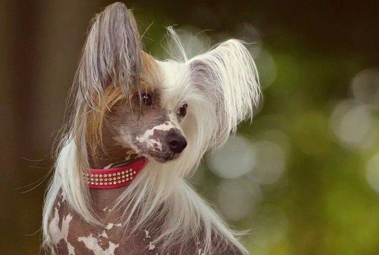 Условия содержания - Уход за китайской хохлатой