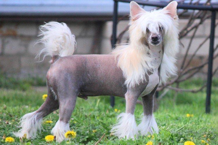 Сколько стоит китайская хохлатая