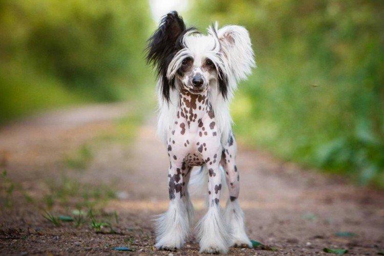 Китайская хохлатая собака - фото