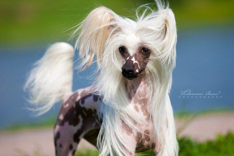 Китайская хохлатая собака - фото