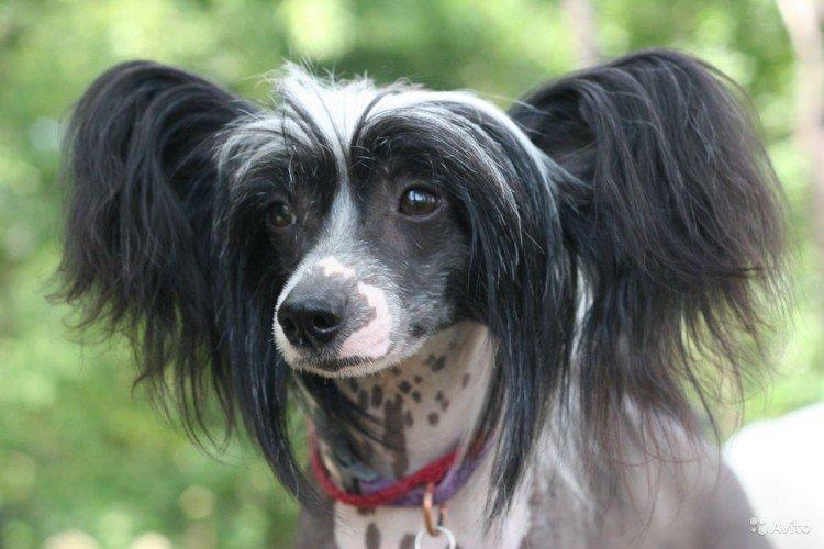 Китайская хохлатая собака - фото