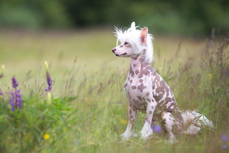 Китайская хохлатая собака - фото