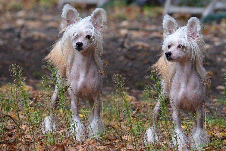 Китайская хохлатая собака - фото