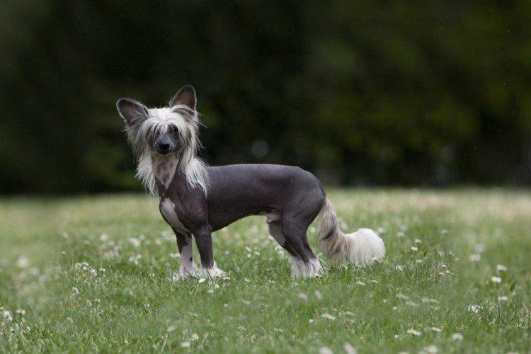 Китайская хохлатая собака - фото