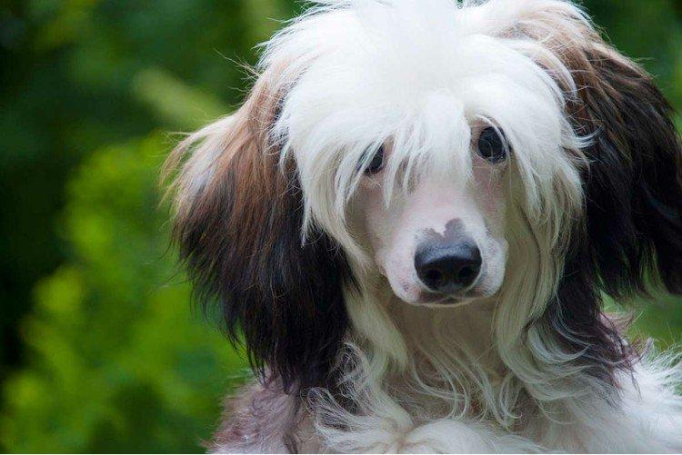 Китайская хохлатая собака - фото