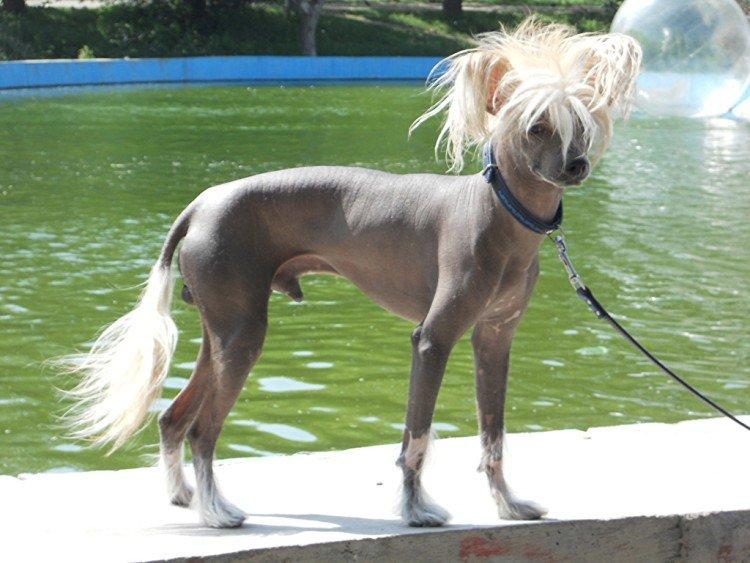 Китайская хохлатая собака - фото