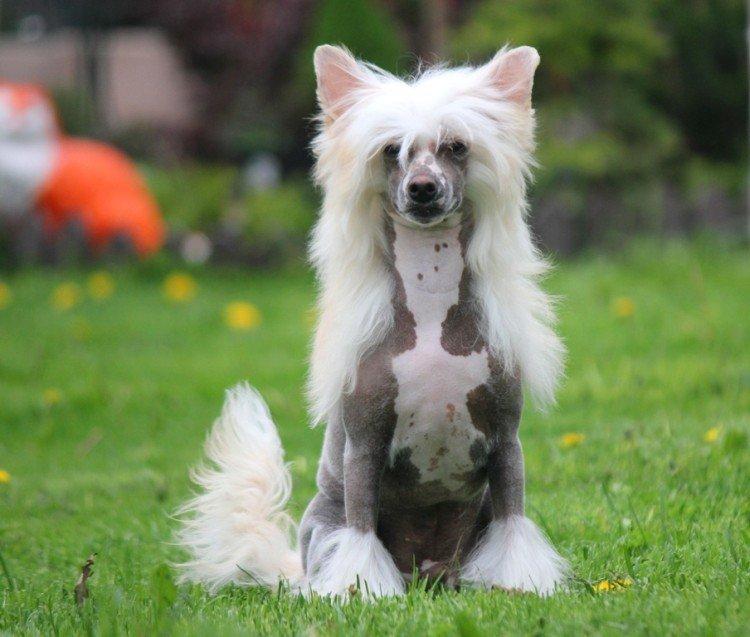 Китайская хохлатая собака - фото