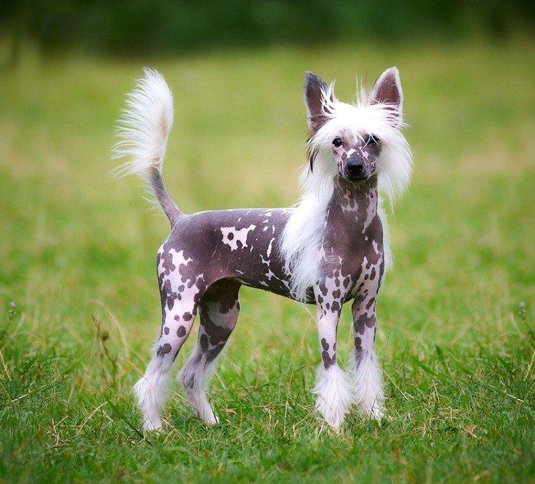 Китайская хохлатая собака - фото