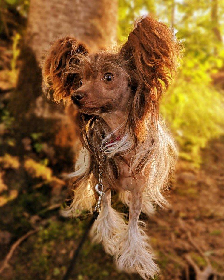 Китайская хохлатая собака - фото