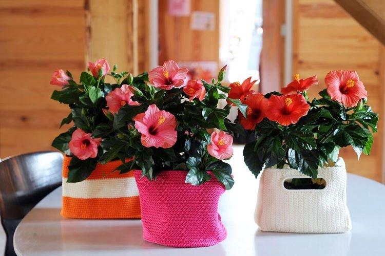 Общая информация - Китайская роза