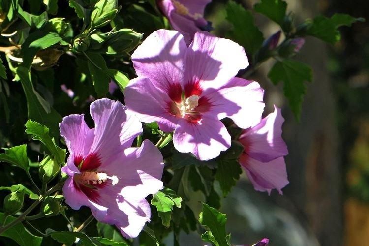 Сирийская роза - Виды китайских роз