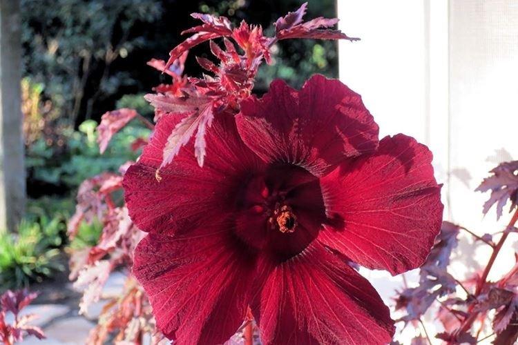 Кленолистный Махагон - Виды китайских роз