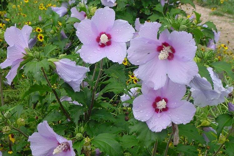 Крылья ангела - Виды китайских роз