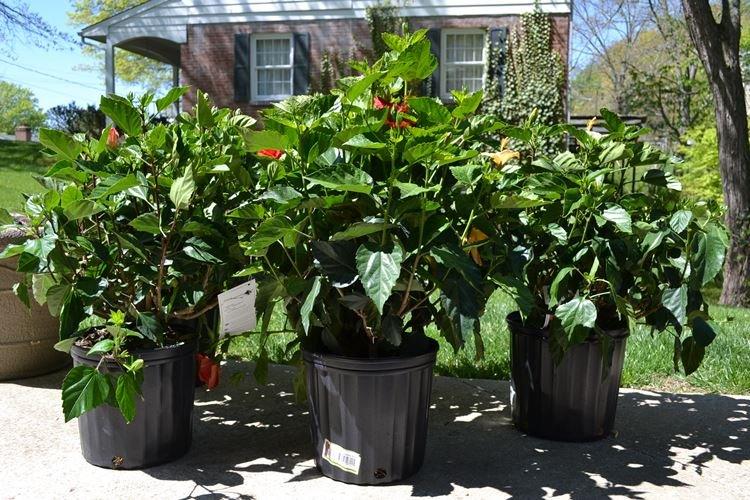 Освещение - Уход за китайской розой