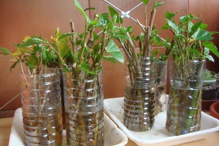 Пересадка и размножение - Уход за китайской розой