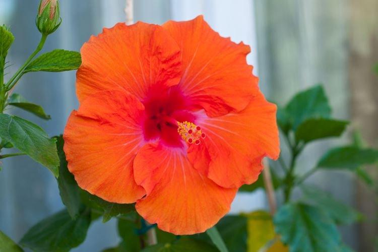 Китайская роза - фото