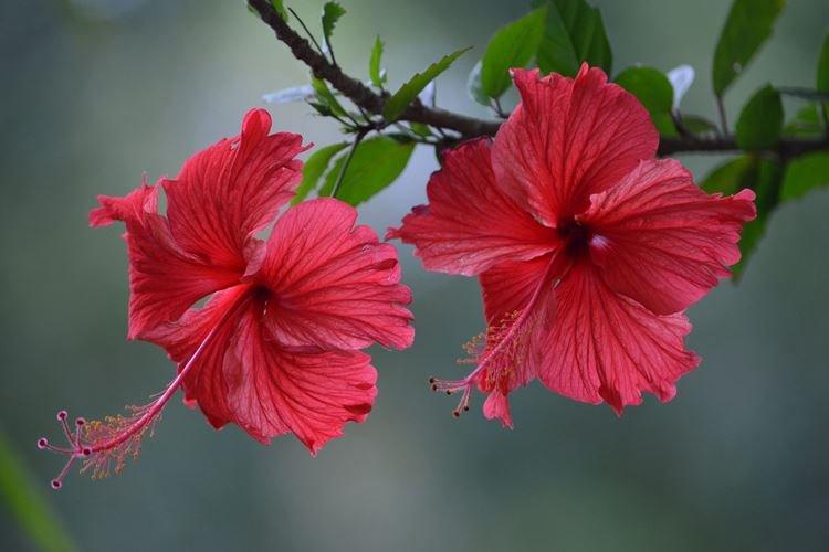 Китайская роза - фото