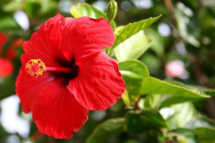 Китайская роза - фото