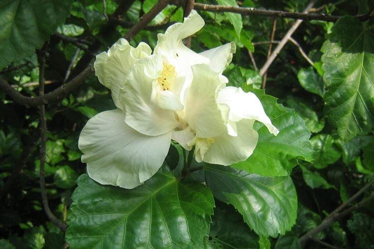 Китайская роза - фото