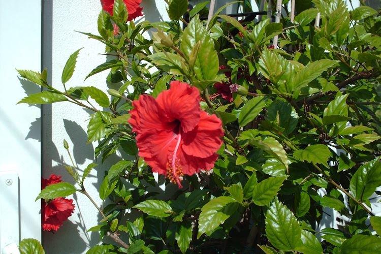 Китайская роза - фото