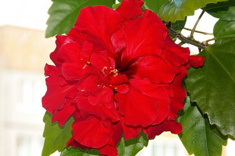 Китайская роза - фото