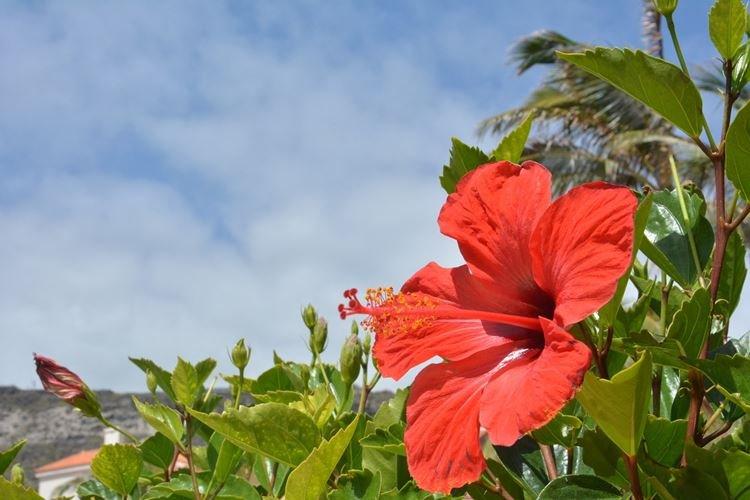 Китайская роза - фото