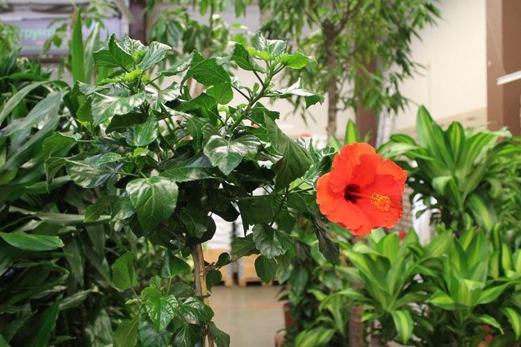 Китайская роза - фото