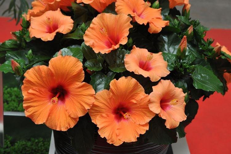 Китайская роза - фото