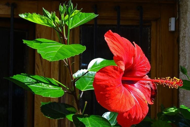 Китайская роза - фото