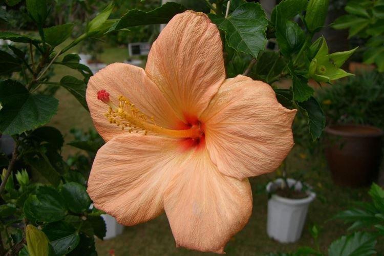 Китайская роза - фото