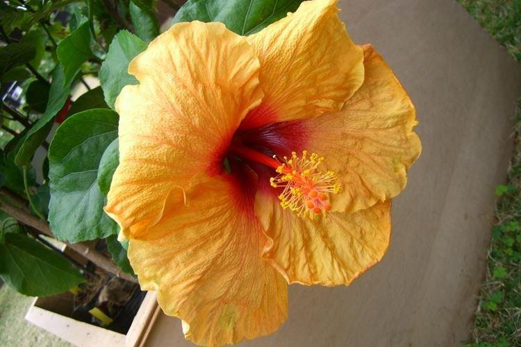 Китайская роза - фото