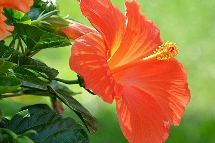 Китайская роза - фото