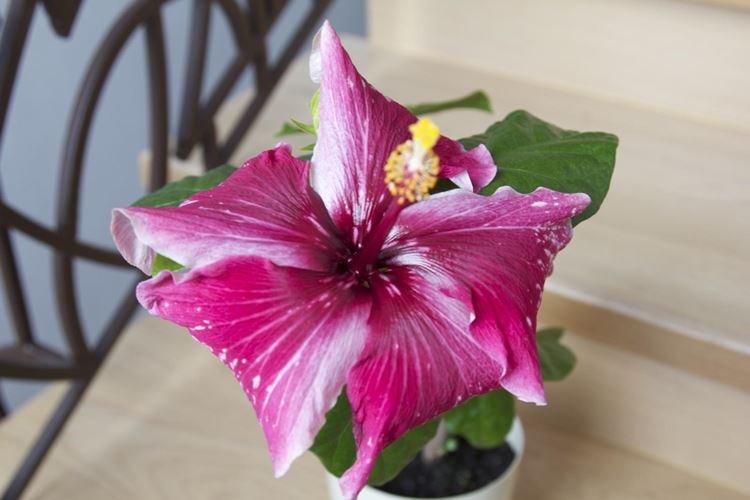 Китайская роза - фото