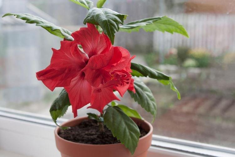 Китайская роза - фото