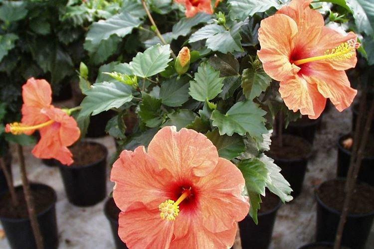 Китайская роза - фото