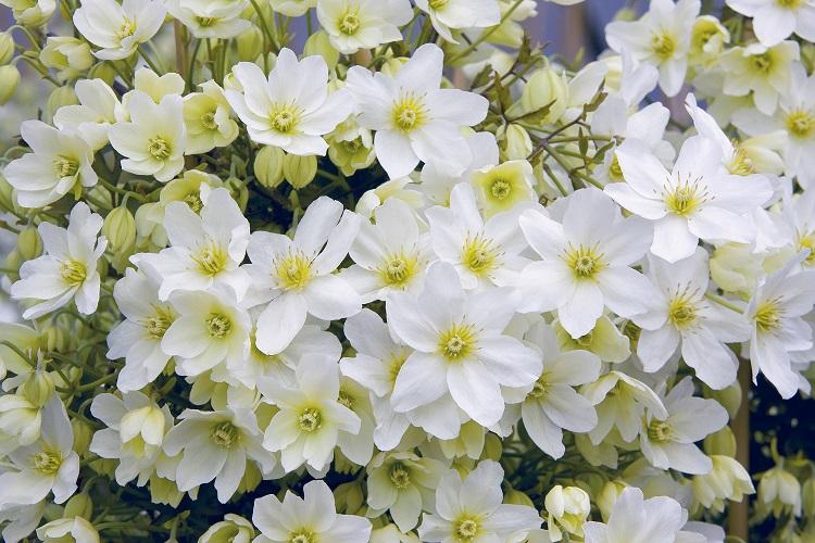 Характеристика и применение - Клематис