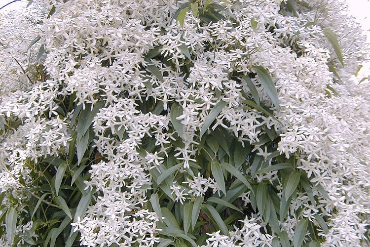 Клематис Арманда - Виды клематиса