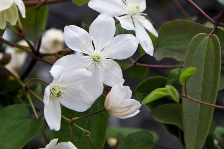 Клематис Арманда - Виды клематиса