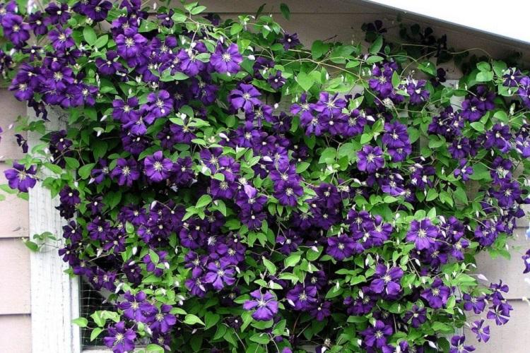 Клематис Жакмана - Виды клематиса