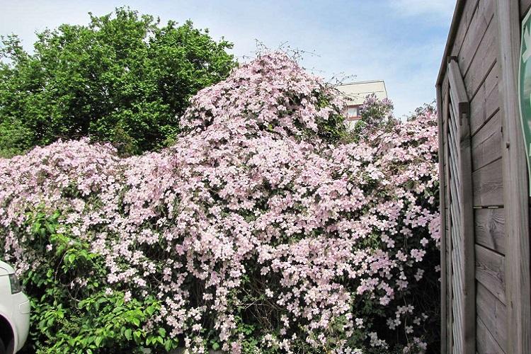 Клематис Горный - Виды клематиса