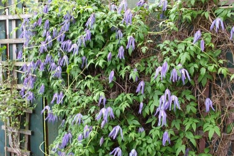 Клематис Альпийский - Виды клематиса