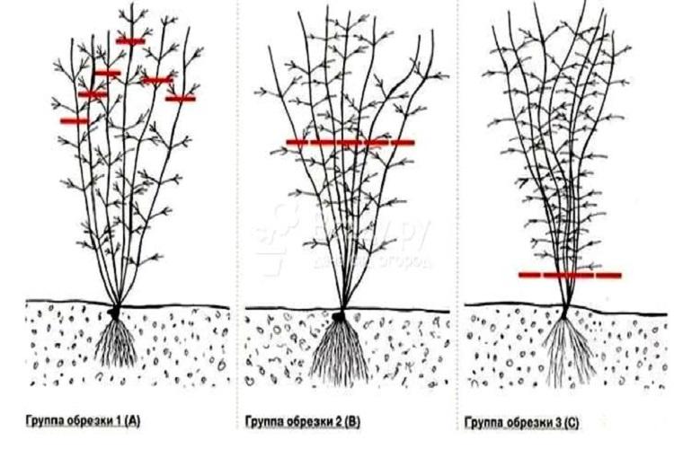 Температура - Уход за клематисом