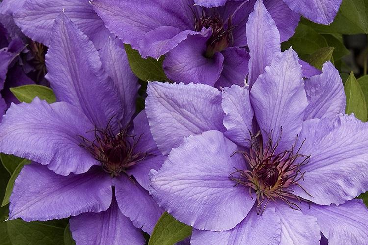 Подкормка и удобрение - Уход за клематисом