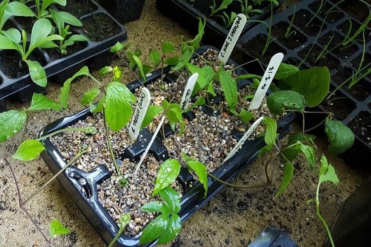 Пересадка и размножение - Клематис