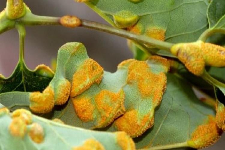 Вредители и болезни - Клематис