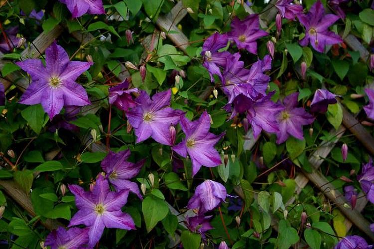 Клематис - фото