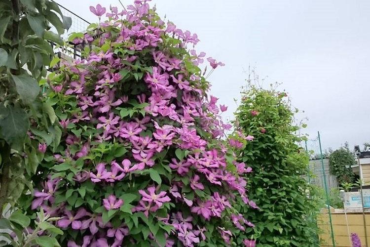 Клематис - фото