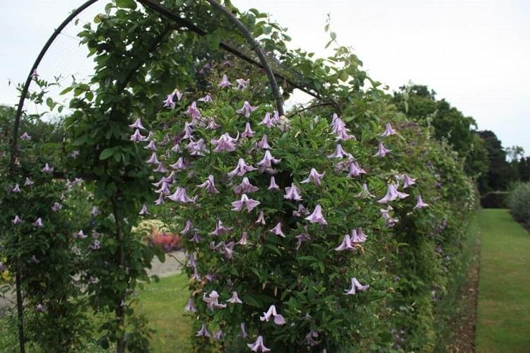 Клематис - фото