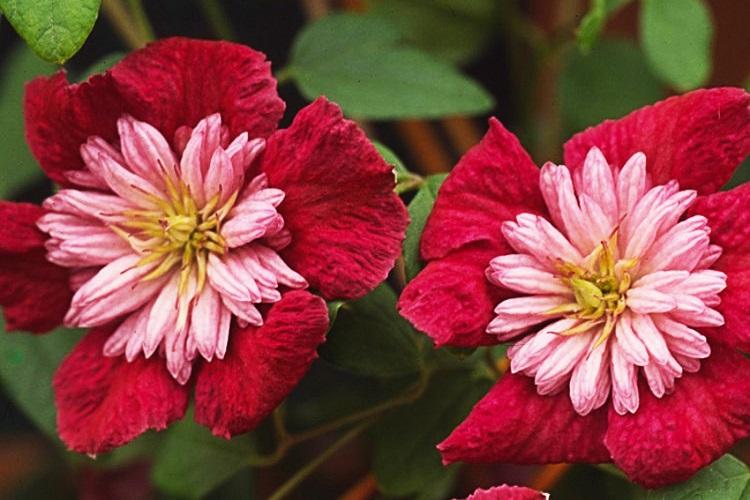 Клематис - фото