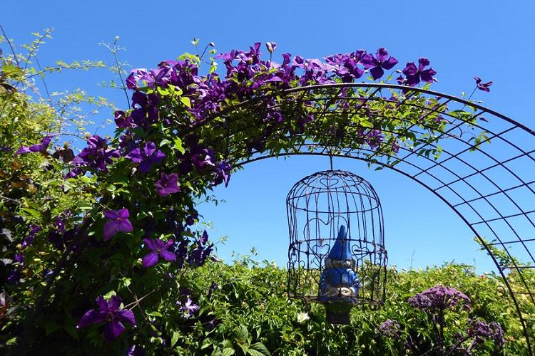 Клематис - фото